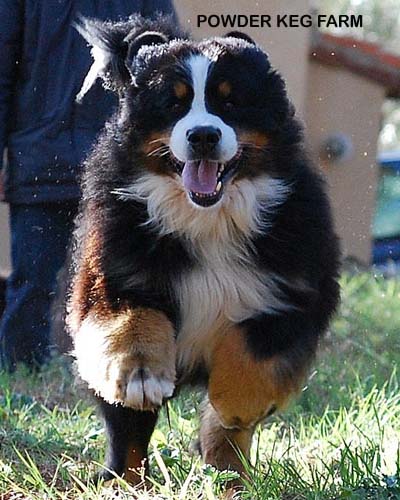BERNESE MOUNTAIN DOG